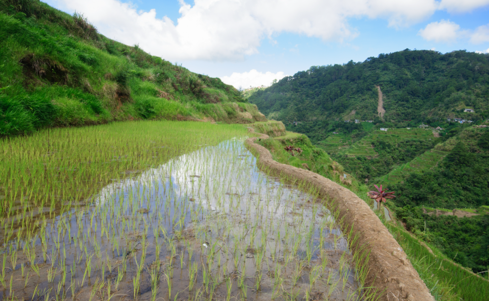 Asar 15: A muddy, joyful celebration of rice and culture in Nepal